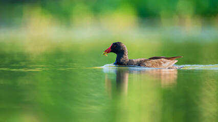 duck in the water