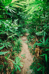 Lush Pathway Through Dense Greenery Near Waterfall in Nature