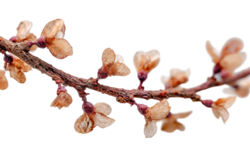 Intricate Blossom Branch Delicate Floral Twigs Natural Wonders Brown Buds Isolated Stem Flora on transparent background