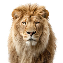 Close-up of a lion's head