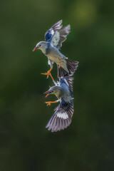 blue tit on a branch