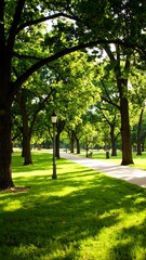 Obraz premium Park path shaded by trees