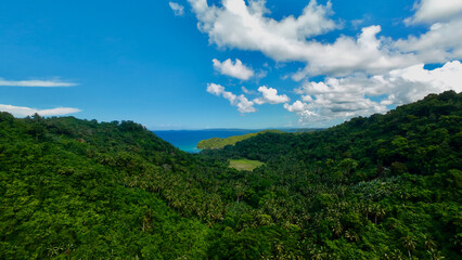 Top view of dense jungle on the coast of a tropical island. Aerial view of a green valley on the seashore.
