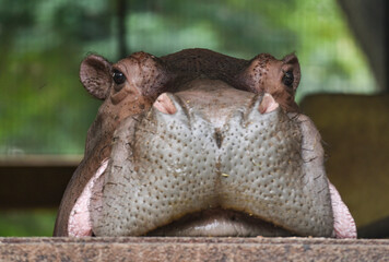 hippopotamus in the zoo