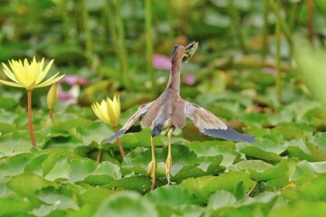 great blue heron ardea cinerea