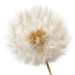 Close-up of a seed head, light beige/white,  detailed structure