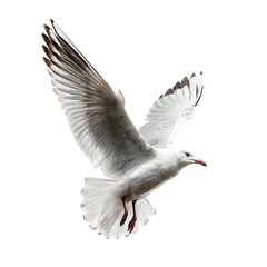 Obraz premium White seagull in flight against black background