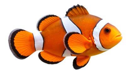 Orange and white clownfish with distinctive stripes and detailed fins and fully isolated on a transparent PNG background.