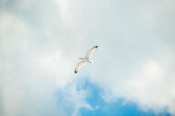 A herring gull flying among the clouds