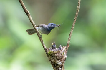 blue tit on a branch