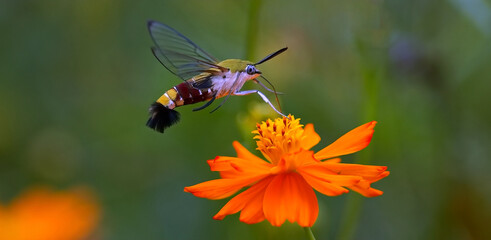 bee on orange flower