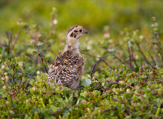 Willow ptarmigan (Lagopus lagopus) chick in vegetation on the arctic tundra of northern Norway, Lapland. A small ptarmigan chick surrounded by it's family sitting in grass in the high arctic.