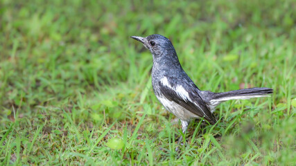 blackbird on the ground