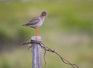 Redshank (Tringa totanus) on a pole singing during the day in it's breeding territory of the arctic tundra in northern Norway.