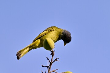 bee eater perched on branch