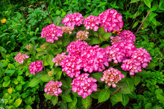 Hydrangea bush (Latin Hydrangea) with beautiful pink flowers on a background of green leaves. Flora plants flowers.