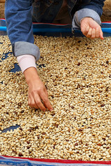 Close up of coffee beans drying in the sun          
