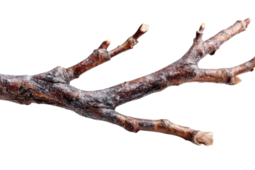 Winter Tree Branch Still Life Brown Twig with Budding Macro Photography Nature s Detail Wood on transparent background