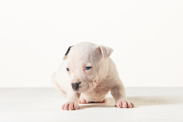 Fototapeta premium little american staffordshire terrier puppy