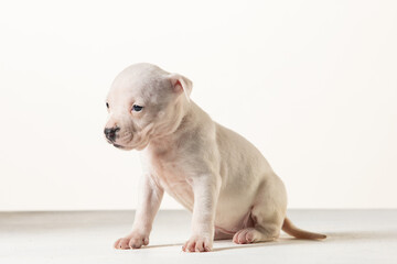 little american staffordshire terrier puppy