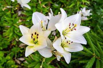 White lily flowers (Latin Lilium candidum) with beautiful petals on a green background. Flora plants flowers.