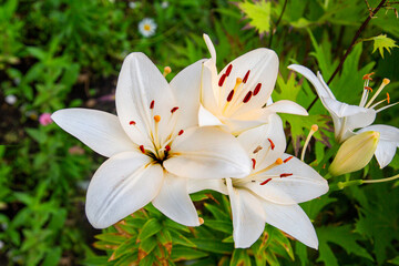 White lily flowers (Latin Lilium candidum) with beautiful petals on a green background. Flora plants flowers.