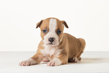 Fototapeta premium little american staffordshire terrier puppy