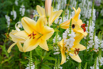 Golden lily flowers (Latin Lilium auratum) with beautiful yellow petals on a background of green leaves on a clear sunny day. Flora plants flowers.