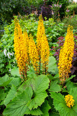 Flowers of Bouzulnik, or Ligularia, or Ligularia (Latin Ligularia) with beautiful yellow petals on a background of green leaves on a clear sunny day. Flora plants flowers.