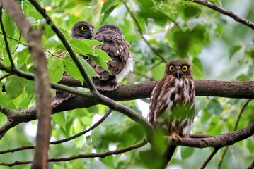 owl sitting on a branch