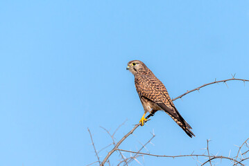The common kestrel, also known as the European kestrel, Eurasian kestrel or Old World kestrel, is a species of predatory bird belonging to the kestrel group of the falcon family Falconidae