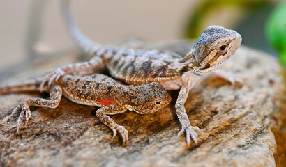 bearded dragon lizard