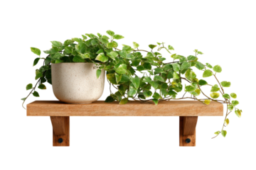 Indoor Oasis Lush Fig Vine in Textured Pot on Rustic Wooden Shelf Botanical Decor Still Life on transparent background