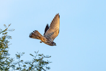 The common kestrel, also known as the European kestrel, Eurasian kestrel or Old World kestrel, is a species of predatory bird belonging to the kestrel group of the falcon family Falconidae