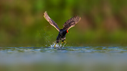 red winged blackbird