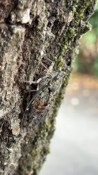 cicada insect in the wildlife on the tree vertical 4k	
