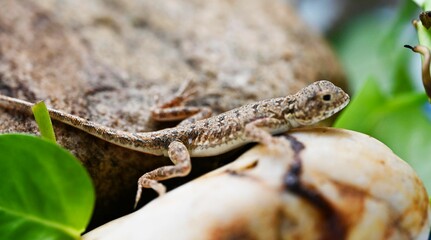 lizard on a stone