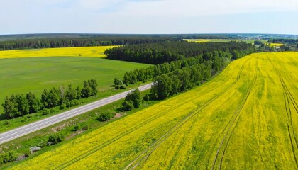 Obraz premium Scenic countryside road through vibrant yellow fields