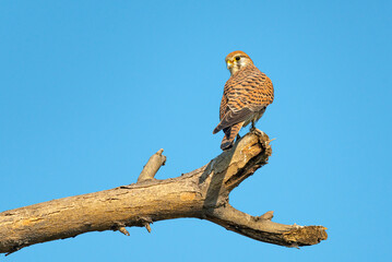 The common kestrel, also known as the European kestrel, Eurasian kestrel or Old World kestrel, is a species of predatory bird belonging to the kestrel group of the falcon family Falconidae