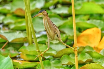 robin on a branch