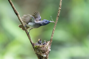 blue tit on branch