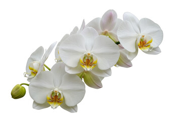 Obraz premium Delicate white orchid blossoms isolated on transparent background