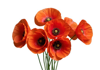 Obraz premium Vibrant orange poppies bouquet isolated on transparent background