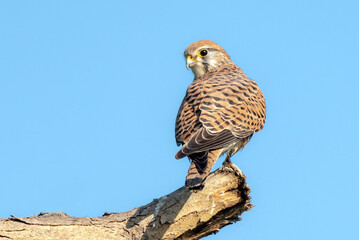 The common kestrel, also known as the European kestrel, Eurasian kestrel or Old World kestrel, is a species of predatory bird belonging to the kestrel group of the falcon family Falconidae