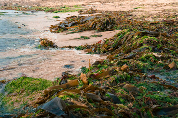 Seaweed on the beach