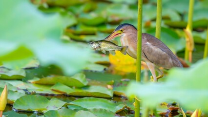 great blue heron ardea cinerea