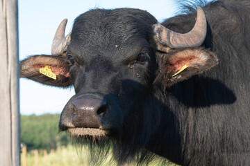 Water Buffalo Portrait Close Up