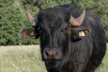 Water Buffalo Portrait Close Up