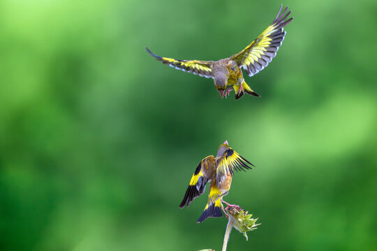 yellow butterfly on a flower - Powered by Adobe