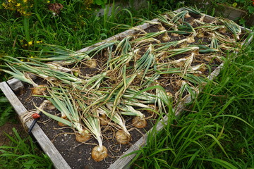 Harvested onions drying in raised garden bed